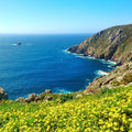 Vibrant yellow wildflowers on sunlit coastal cliff with Limitless Fragrance Blend