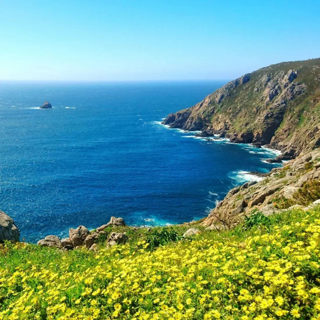Vibrant yellow wildflowers on sunlit coastal cliff with Limitless Fragrance Blend