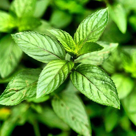 Close-up of fresh green mint leaves in a garden, representing nature and handmade herbal remedies.