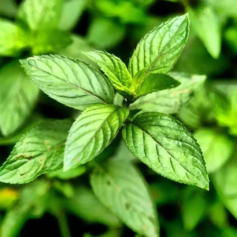 Close-up of fresh green mint leaves growing on the plant