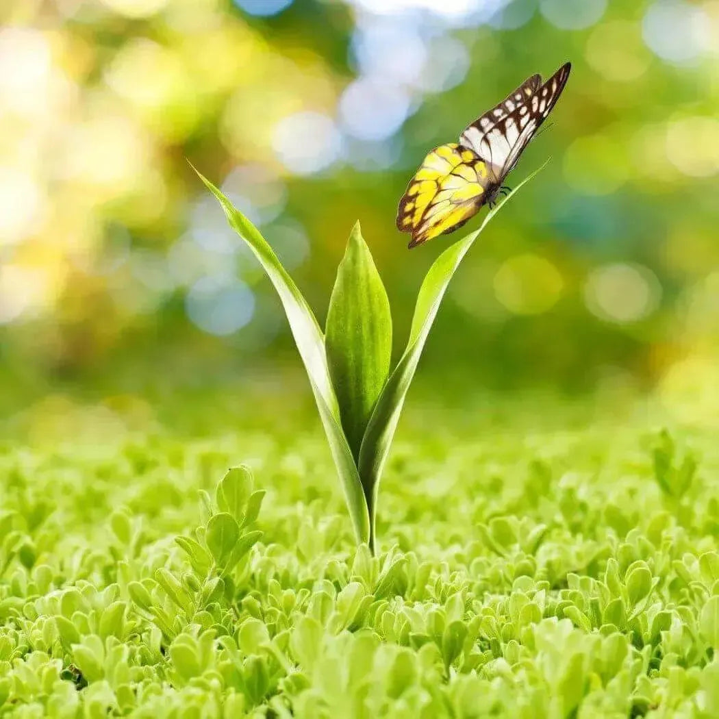 Vibrant yellow black butterfly on green sprout for New Beginnings Fragrance Blend