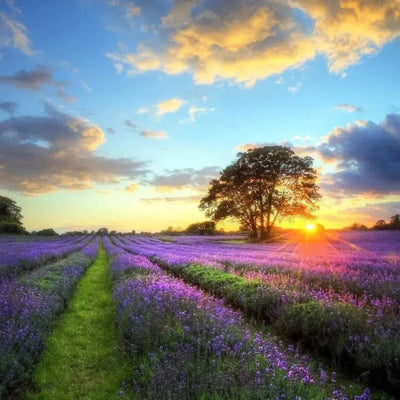 Rows of purple lavender at sunset with tree, cloudy sky