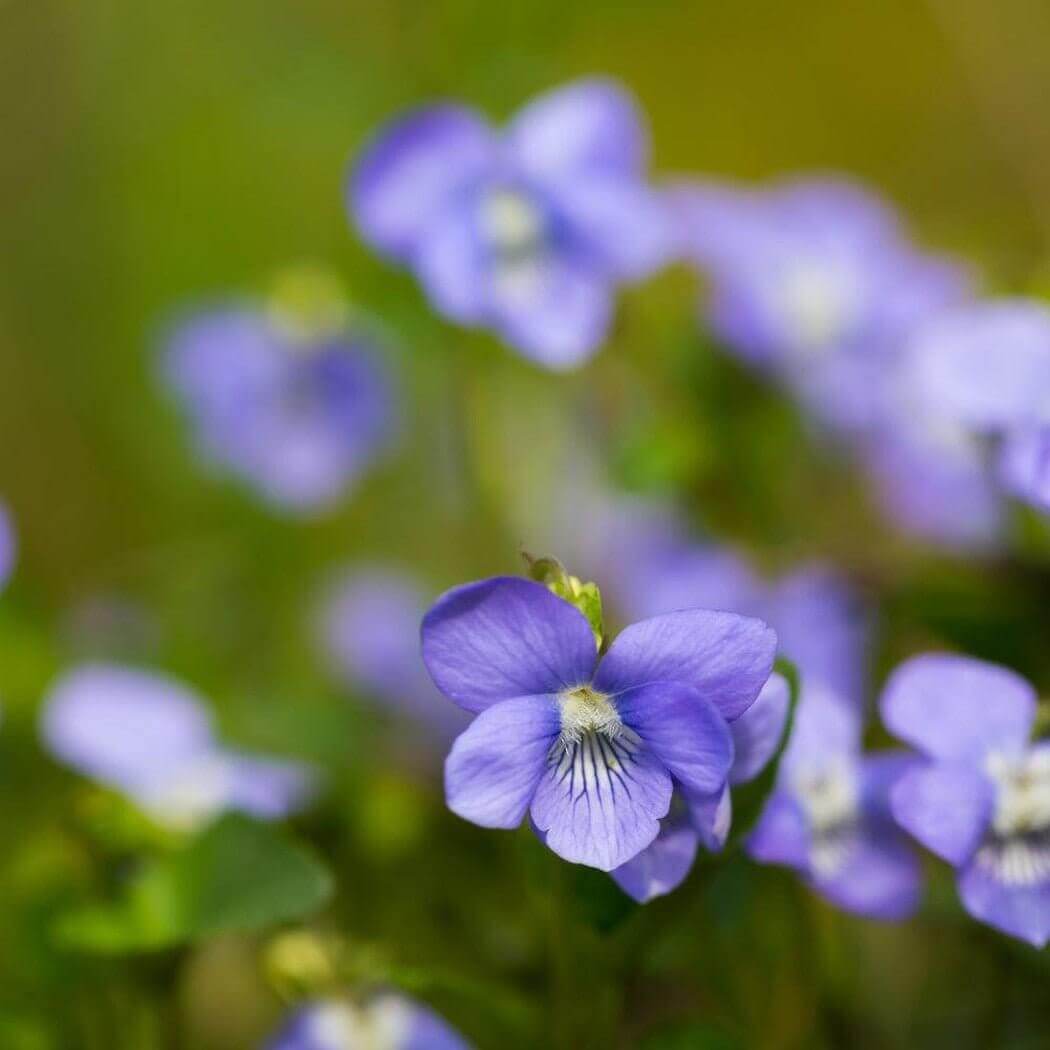 Close-up of delicate purple flowers in a lush green field, showcasing the beauty of nature and nurturing handmade artistry.