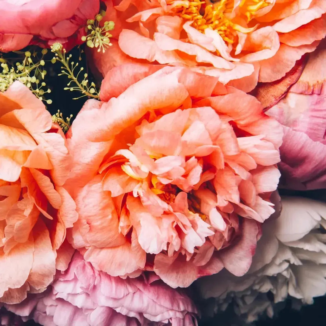 Lush peach and pink peonies bouquet in Peonies + Peaches Fragrance Blend