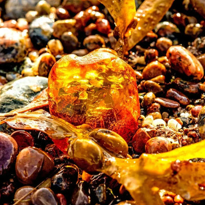 Glowing amber stone among wet pebbles and seaweed on shore