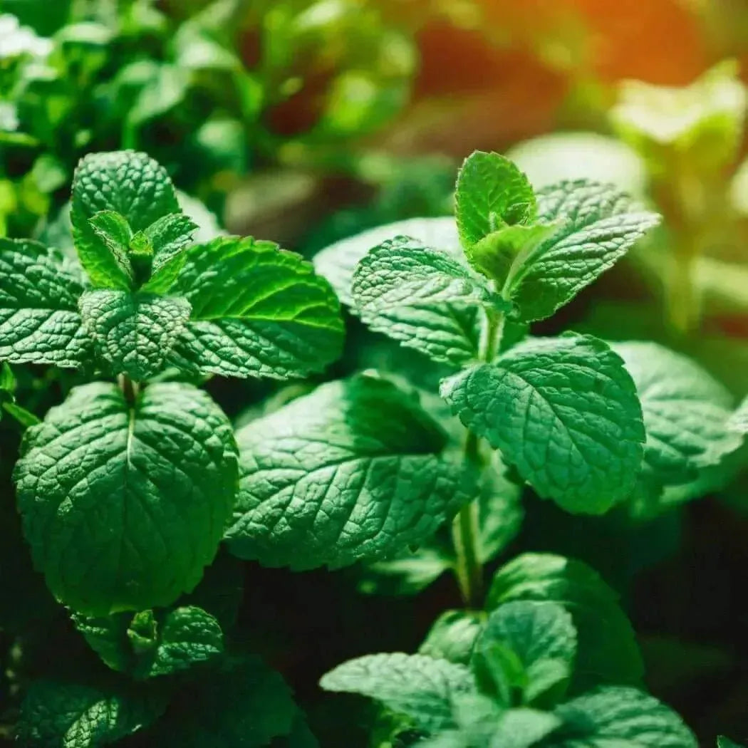Vibrant green mint leaves for peppermint essential oil