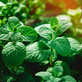 Vibrant green mint leaves for peppermint essential oil