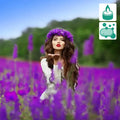 Woman in white lace top and purple floral crown in lavender field, Persephone’s Kiss fragrance oil