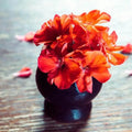 Vibrant orange geranium flowers in a black vase resting on a wooden surface, surrounded by scattered petals.