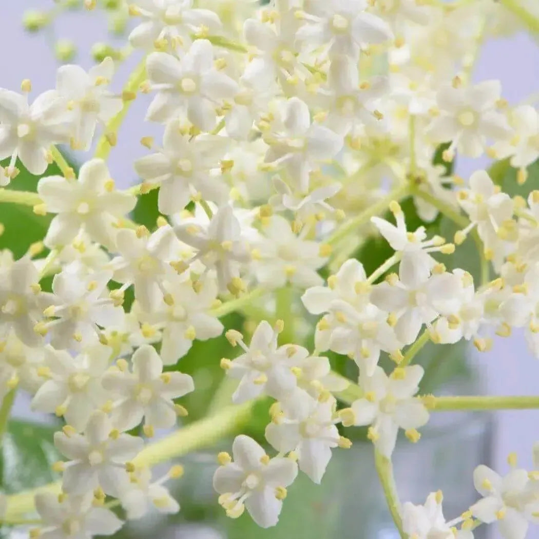 Close-up of delicate white elderflower blossoms symbolizing freshness and spring renewal.
