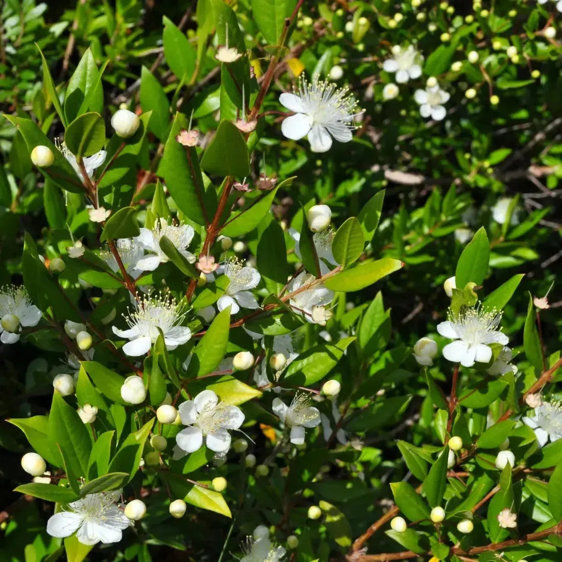 White delicate flowers with prominent stamens in Sea Myrtle Fragrance Blend