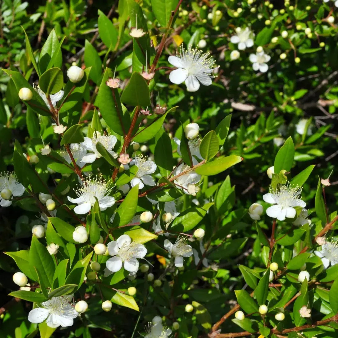 Fresh Sea Myrtle flowers in bloom, showcasing white petals and lush green foliage.