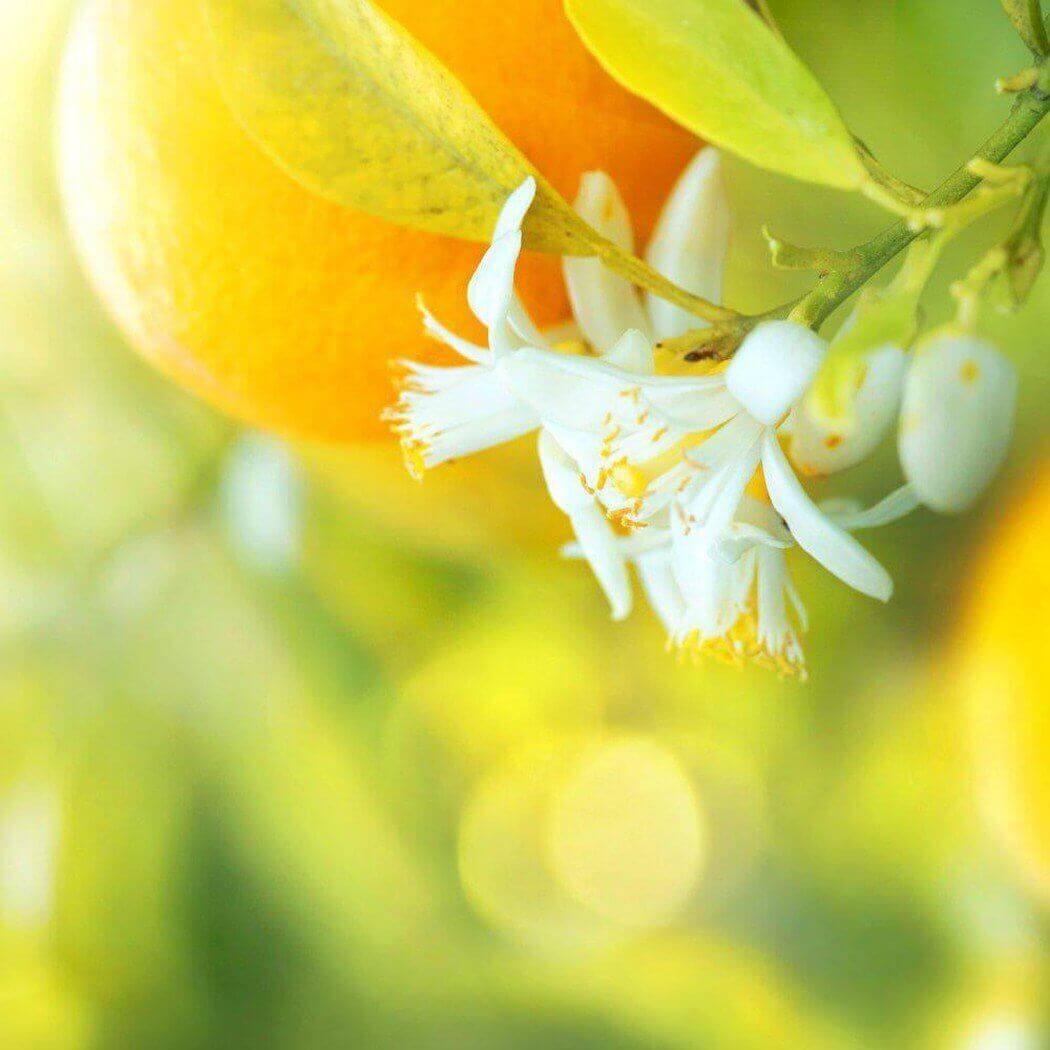 Bright orange fruit and delicate white flower on tree branch in sunny orchard - Nurture Handmade.