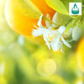 Delicate white citrus blossom in Seventh Heaven Fragrance Blend with orange fruit
