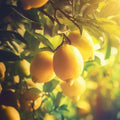 Ripe golden-yellow lemons on tree branch for Sunny Side Up Fragrance Blend