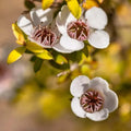 White flowers with pinkish-red centers and yellow leaves for Tea Tree Essential Oil