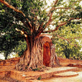 Ancient banyan tree envelops weathered brick archway in Temple Tree Fragrance Blend