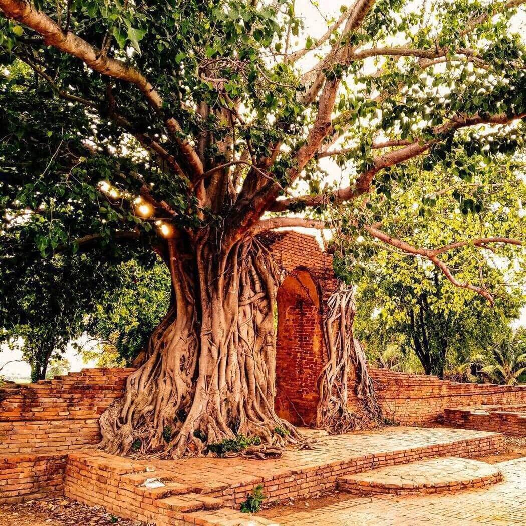 Ancient tree growing around old brick structure, showcasing nature's power and resilience with lush greenery and rustic architecture.