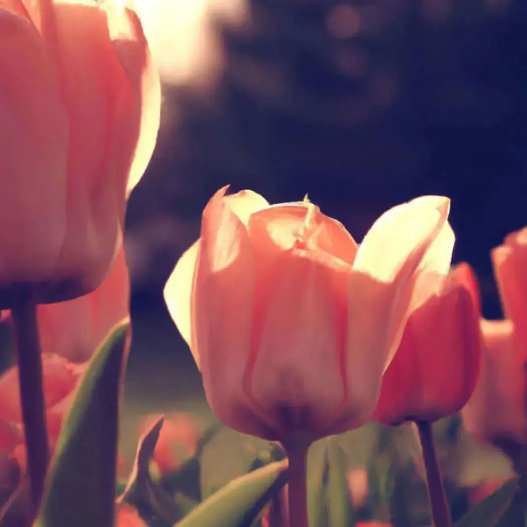 Delicate pink tulips basking in soft sunlight, inviting a fresh, floral ambiance for spring.