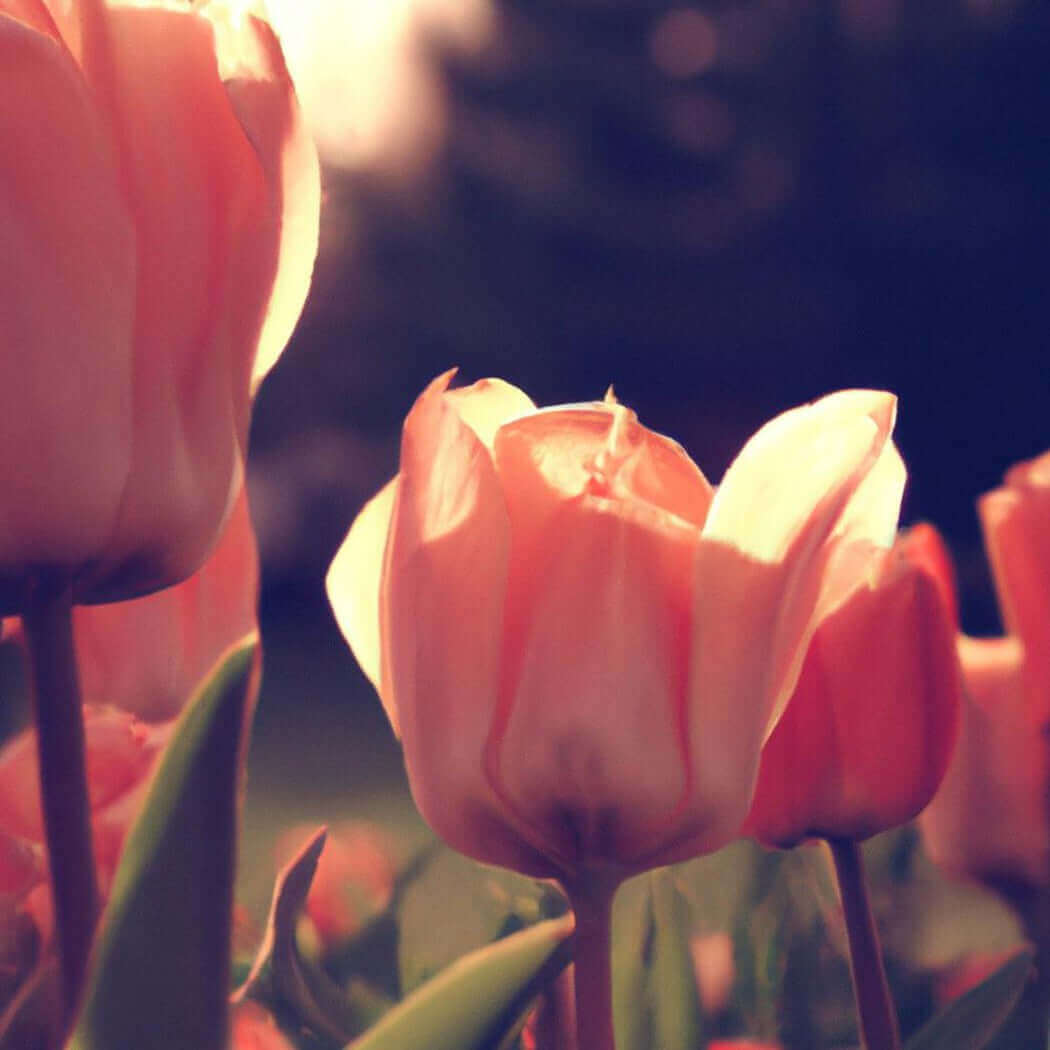 Warm glow of pink tulips at sunset, showcasing natural beauty and gentle light. Nurture handmade gardens and floral aesthetics.