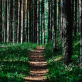 Winding dirt path through dense forest for Vagabond Fragrance Blend