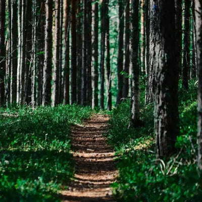 Narrow dirt path winding through dense pine forest and undergrowth