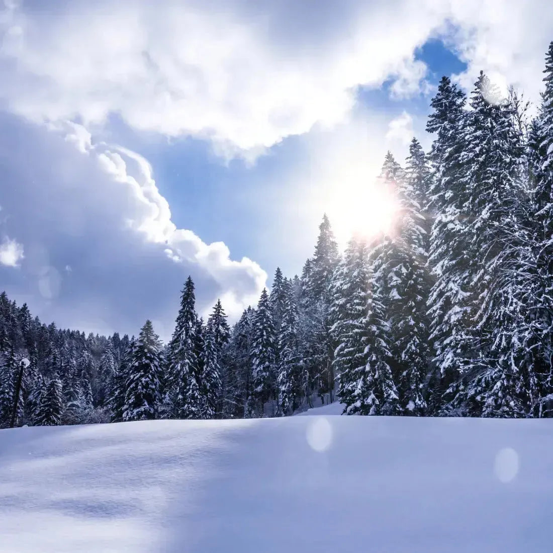 Snow-covered evergreens under partly cloudy sky in Winter Wonderland Fragrance Blend