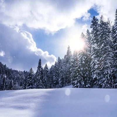 Snow-covered evergreen forest with sun breaking through clouds