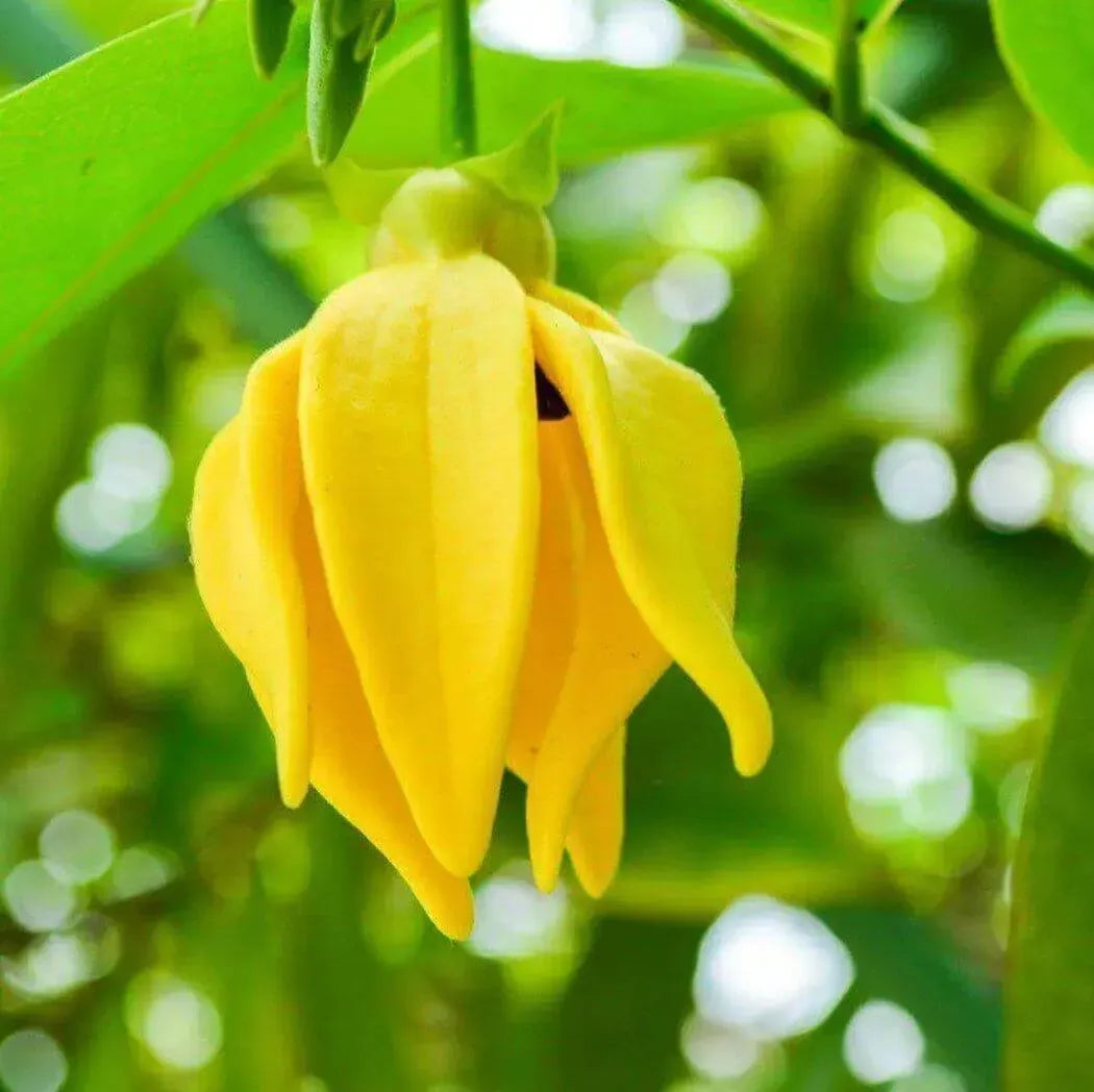 Close-up of vibrant yellow Ylang Ylang flower, showcasing its unique shape and rich color against a lush green background.